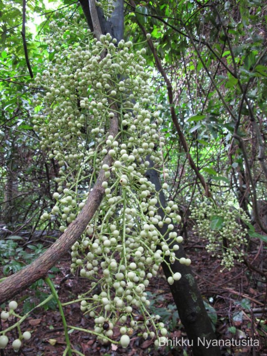 Anamirta cocculus (L.) Wight & Arn.